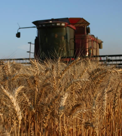 100+ bu/ac wheat.