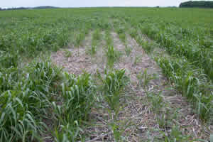 Poor soybean residue distribution