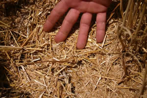 Wheat straw finely chopped with the Redekop MAV system 
