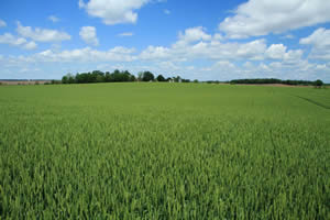 Nice Wheat Field